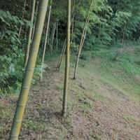 Bambooトレイル Bambooトレイル