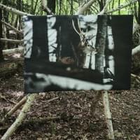 Exposition Nuits des Forêts Exposition Nuits des Forêts