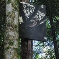 Exposition Nuits des Forêts Exposition Nuits des Forêts