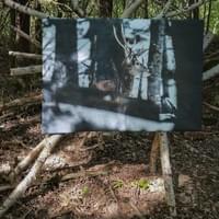Exposition Nuits des Forêts Exposition Nuits des Forêts