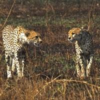 Speed Master- The cheetah Speed Master- The cheetah