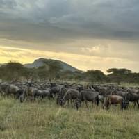 The sundown at Serengeti The sundown at Serengeti