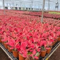 Tropical Plants Production Tropical Plants Production