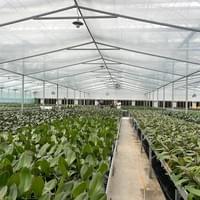 Orchid Nursery Production Orchid Nursery Production