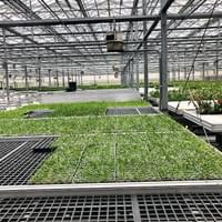 Tissue Culture Hardening Tissue Culture Hardening