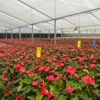 Anthurium Nursery Production Anthurium Nursery Production