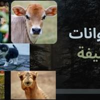الحيوانات الأليفة الحيوانات الأليفة