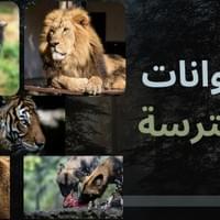 الحيوانات المُفترسة الحيوانات المُفترسة