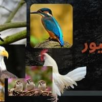 الطيور الطيور