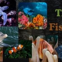 The Fishes The Fishes