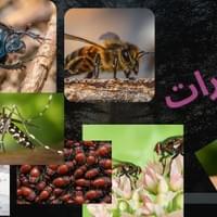 الحشرات الحشرات
