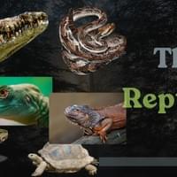 The Reptiles The Reptiles
