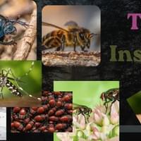 The Insects The Insects