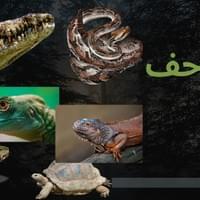 الزواحف الزواحف