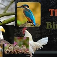 The Birds The Birds