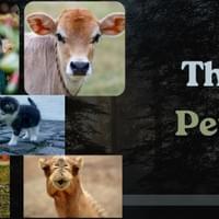 The Pets The Pets