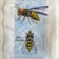 Yellow Jacket 25" X 20". Framed Yellow Jacket 25" X 20". Framed