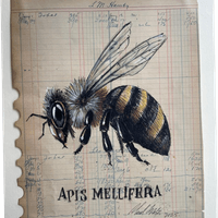 Apis Mellifera. pen and ink on Antique ledger paper Apis Mellifera. pen and ink on Antique ledger paper
