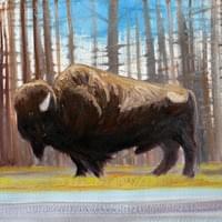 Bison, Yellowstone. 9"X12" Bison, Yellowstone. 9"X12"