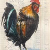 Rooster watercolor 14" X 18" on antique ledger Rooster watercolor 14" X 18" on antique ledger