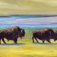 Bison Lamar Valley #2 Bison Lamar Valley #2