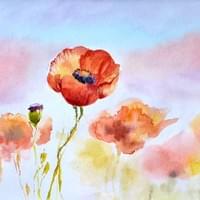 Coquelicot solitaire Coquelicot solitaire