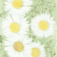 Pâquerettes / prix 20€ Pâquerettes / prix 20€