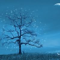 Arbre astralien... Arbre astralien...