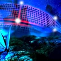 Fence-line Flight Fence-line Flight