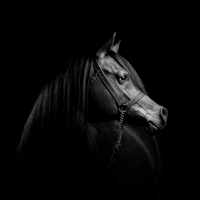 Photography Photography