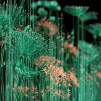 Video Art Video Art