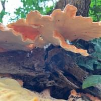 Chicken of the Woods Chicken of the Woods