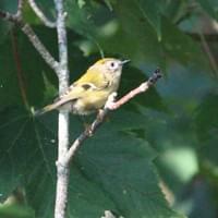 Goldcrest Goldcrest
