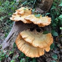 Chicken of the Woods Chicken of the Woods