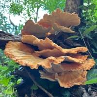 Chicken of the Woods Chicken of the Woods