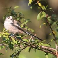 Long tailed tit Long tailed tit