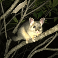 Possum Possum