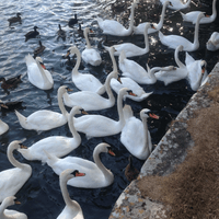 Swans Swans