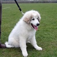 Happy puppy Happy puppy