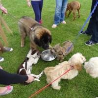 puppy class socialisation  puppy class socialisation