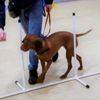 dog agility dog agility