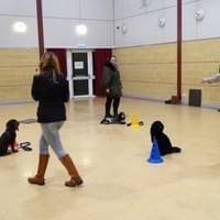 Advanced dog class wymondham Advanced dog class wymondham