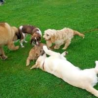Puppy socialisation wymondham Puppy socialisation wymondham