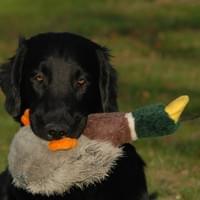 Retrieve training Retrieve training