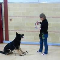 dog class wymondham dog class wymondham