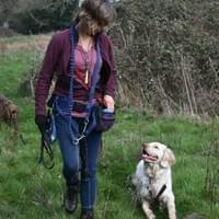 clumber spaniel in gun dog training clumber spaniel in gun dog training