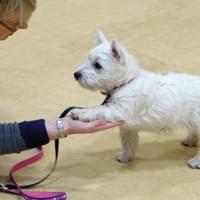 puppy class westie dog puppy class westie dog