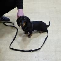 Puppy class south norfolk Puppy class south norfolk
