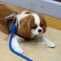 puppy class norfolk puppy class norfolk
