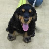 puppy class cocker  spaniel  puppy class cocker  spaniel